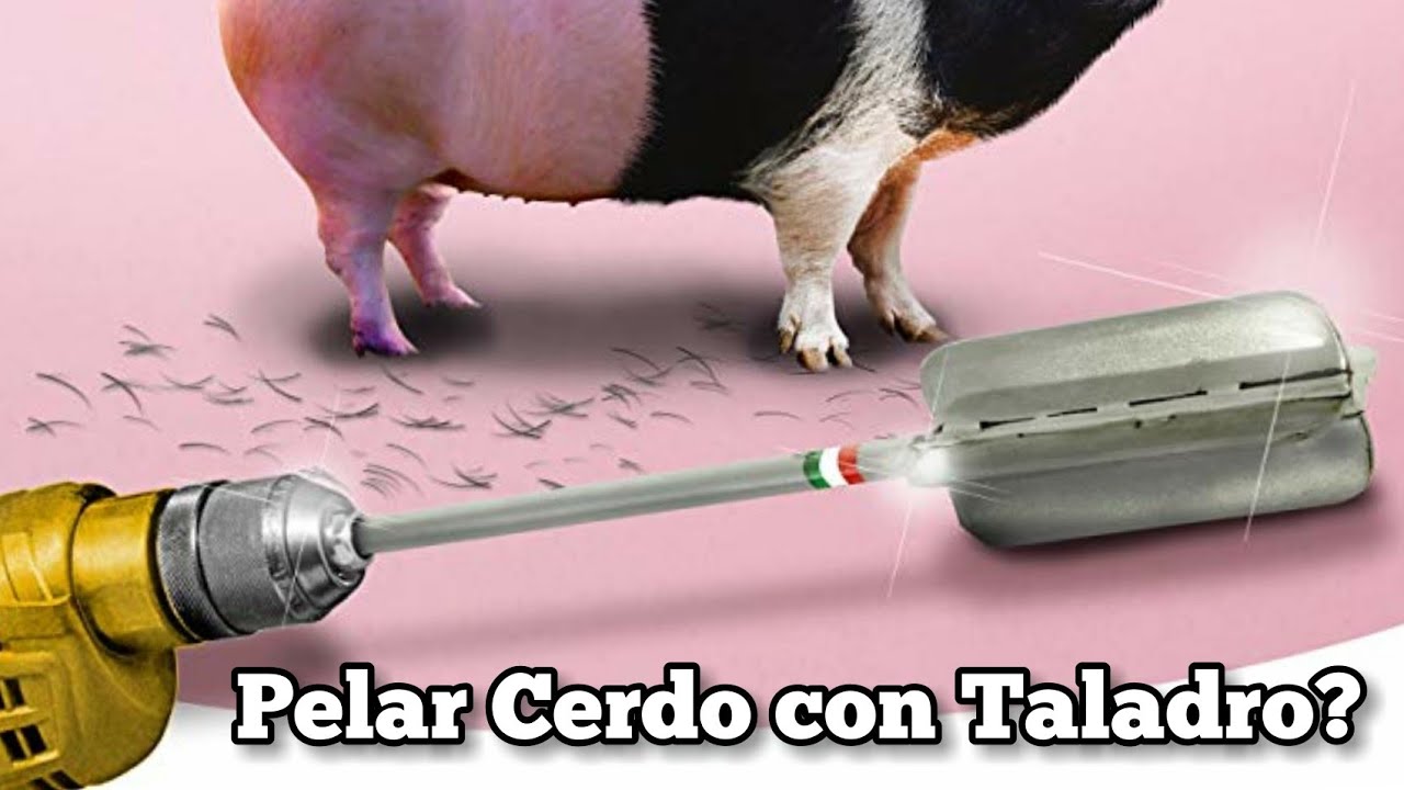 Taladro para pelar cerdos: descubre su utilidad en la industria cárnica
