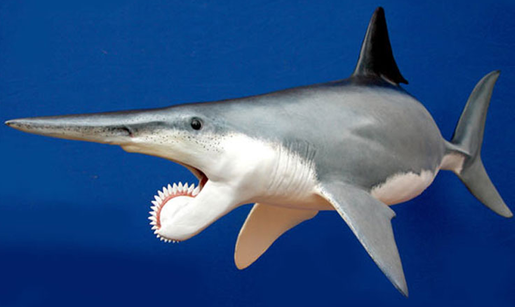 Tiburón sierra: El depredador con dientes en forma de sierra